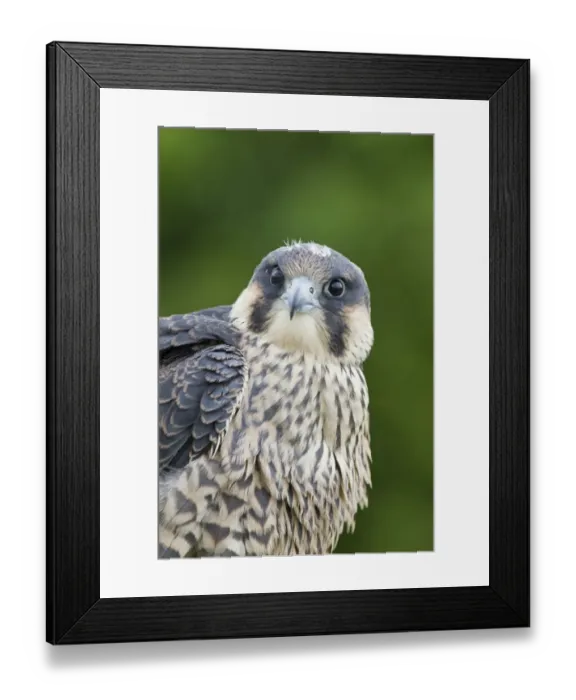 Framed Print : Peregrine Falcon (Falco peregrinus) juvenile, close-up of head and chest, july (captive)