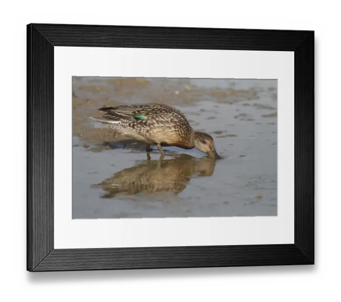 Framed Print : Common Teal (Anas crecca) juvenile, eclipse plumage, dabbling in muddy water, Norfolk, England, september Framed Print : Common Teal (Anas crecca) juvenile, eclipse plumage, dabbling in muddy water, Norfolk, England, september