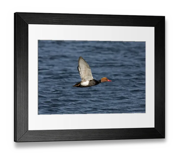 Framed Print : Red-crested Pochard (Netta rufina) adult male, in flight over water, Extremadura, Spain, may Framed Print : Red-crested Pochard (Netta rufina) adult male, in flight over water, Extremadura, Spain, may