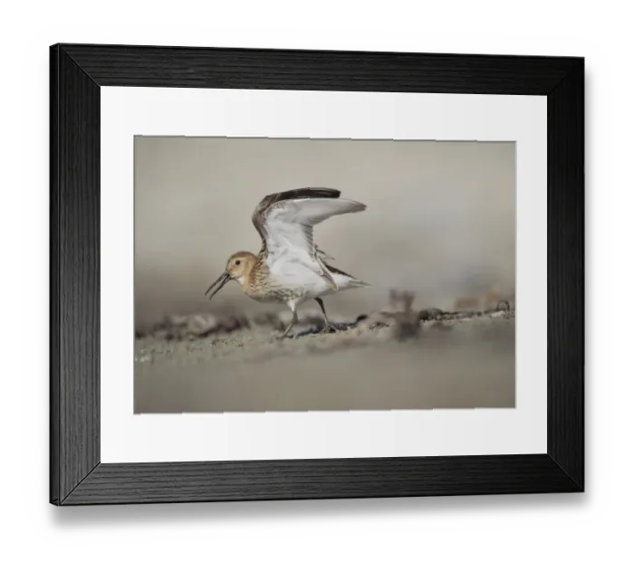 Framed Print : Dunlin (Calidris alpina) immature, stretching wings during aggressive charge in dispute over territory, Shetland Islands, Scotland, september Framed Print : Dunlin (Calidris alpina) immature, stretching wings during aggressive charge in dispute over territory, Shetland Islands, Scotland, september