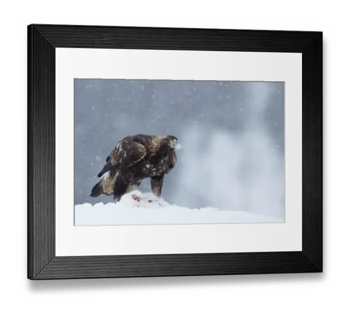 Framed Print : Golden Eagle (Aquila chrysaetos) juvenile, feeding on Mountain Hare (Lepus timidus) prey in snow during snowstorm, Norway, winter Framed Print : Golden Eagle (Aquila chrysaetos) juvenile, feeding on Mountain Hare (Lepus timidus) prey in snow during snowstorm, Norway, winter