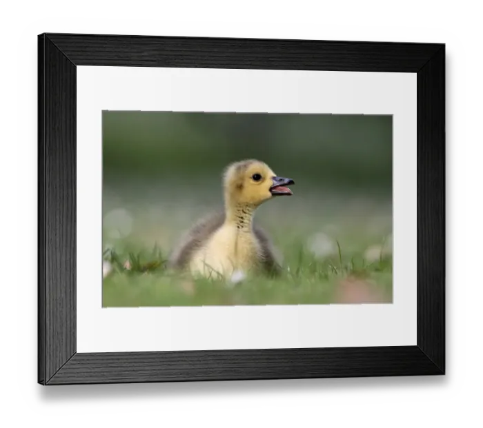 Framed Print : Canada Goose (Branta canadensis) introduced species, gosling, calling, sitting on grass, London, England, may Framed Print : Canada Goose (Branta canadensis) introduced species, gosling, calling, sitting on grass, London, England, may
