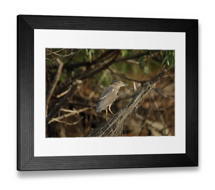 Framed Print : Black-crowned Night-heron (Nycticorax nyctocorax) immature, standing on branch with snagged fishing net, Tulcea, Danube Delta, Dobrogea, Romania, may Framed Print : Black-crowned Night-heron (Nycticorax nyctocorax) immature, standing on branch with snagged fishing net, Tulcea, Danube Delta, Dobrogea, Romania, may
