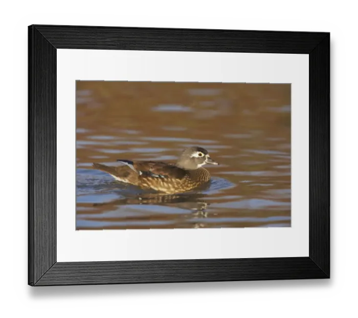 Framed Print : Wood Duck (Aix sponsa) adult female, swimming, Slimbridge W. W. T. (captive) Framed Print : Wood Duck (Aix sponsa) adult female, swimming, Slimbridge W. W. T. (captive)