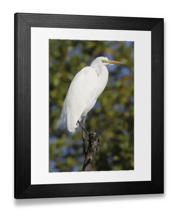 Framed Print : Great White Egret (Egretta alba) adult, perched on branch, Gambia, january Framed Print : Great White Egret (Egretta alba) adult, perched on branch, Gambia, january