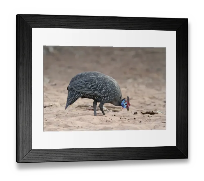 Framed Print : Helmeted Guineafowl (Numida meleagris) adult, foraging on sand, Chobe N. P. Botswana