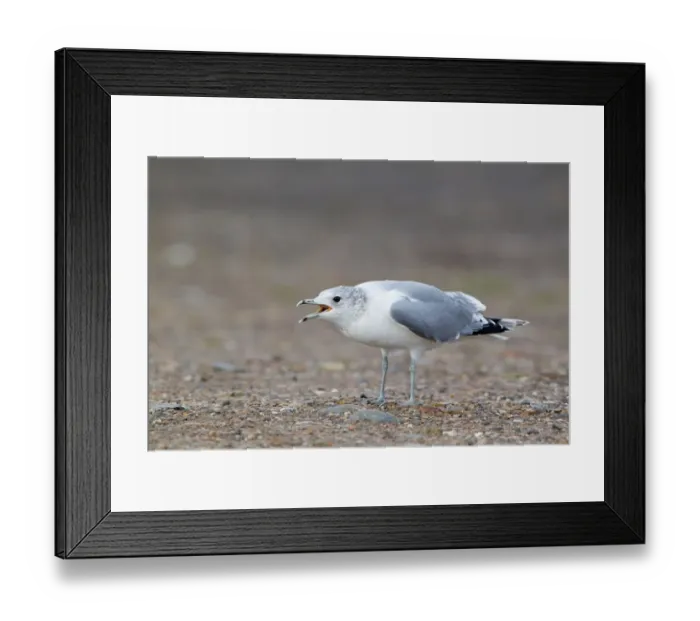 Framed Print : Common Gull (Larus canus) adult, winter plumage, calling, standing on shore, Suffolk, England, february Framed Print : Common Gull (Larus canus) adult, winter plumage, calling, standing on shore, Suffolk, England, february