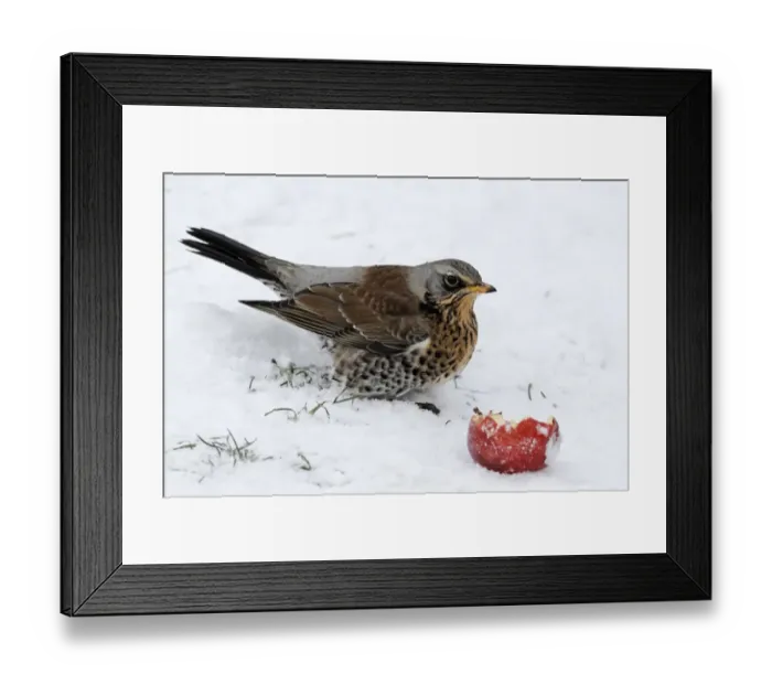 Framed Print : Fieldfare (Turdus pilaris) adult, feeding on apple in snow, West Midlands, England, december