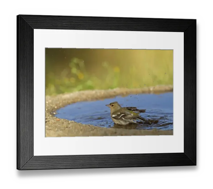 Framed Print : Chaffinch (Fringilla coelebs) adult female, bathing in pool, Spain, may Framed Print : Chaffinch (Fringilla coelebs) adult female, bathing in pool, Spain, may