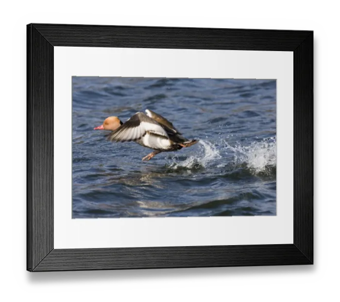 Framed Print : Red-crested Pochard (Netta rufina) adult male, taking off from water, Norfolk, England, march Framed Print : Red-crested Pochard (Netta rufina) adult male, taking off from water, Norfolk, England, march
