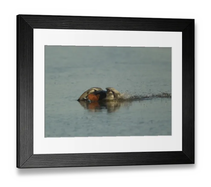 Framed Print : Common Pochard (Aythya ferina) adult male, landing on water, Gloucestershire, England, february