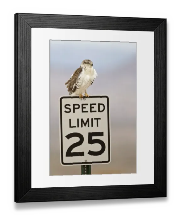 Framed Print : Ferruginous Hawk (Buteo regalis) light form, juvenile, perched on Speed Limit 25 roadsign, Bosque del Apache National Wildlife Refuge, New Mexico, U. S. A. december