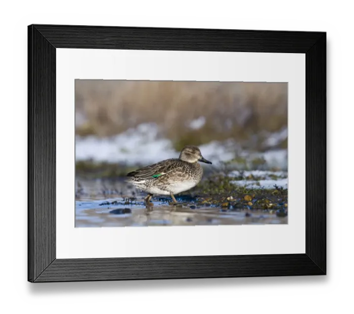 Framed Print : Common Teal (Anas crecca) adult female, walking at edge of water in snow covered wetland, Norfolk, England, january Framed Print : Common Teal (Anas crecca) adult female, walking at edge of water in snow covered wetland, Norfolk, England, january