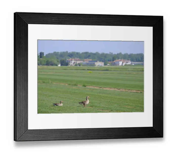 Framed Print : Greylag Goose (Anser anser) two adults, in farmland habitat, Italy, may Framed Print : Greylag Goose (Anser anser) two adults, in farmland habitat, Italy, may