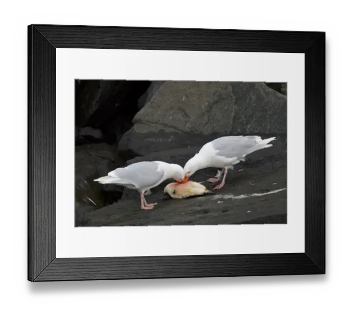 Framed Print : Glaucous Gull (Larus hyperboreus) two adults, summer plumage, feeding on dead guillemot, Spitzbergen, Svalbard, july Framed Print : Glaucous Gull (Larus hyperboreus) two adults, summer plumage, feeding on dead guillemot, Spitzbergen, Svalbard, july