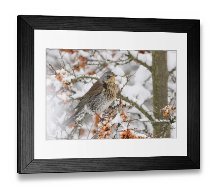 Framed Print : Fieldfare (Turdus pilaris) adult, feeding on Sea Buckthorn (Hippophae rhamnoides) berries in snow, Yorkshire, England, january