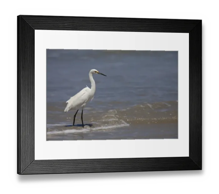 Framed Print : Snowy Egret (Egretta thula) adult, breeding plumage, walking along tideline on beach, Ilha do Mel, Parana, Brazil