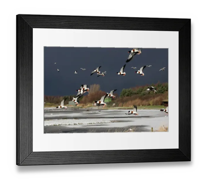 Framed Print : Common Shelduck (Tadorna tadorna) flock, in flight, landing on frozen lake, Martin Mere, Lancashire, England, december