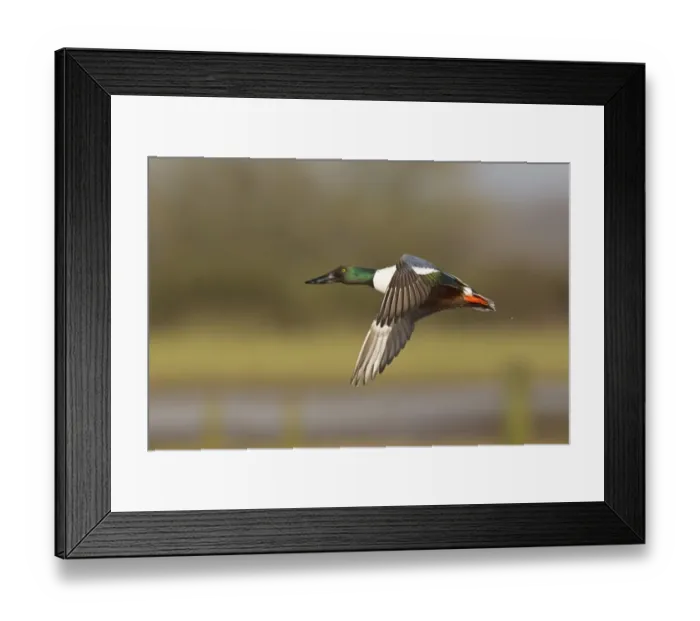 Framed Print : Northern Shoveler (Anas clypeata) adult male, in flight, Slimbridge, Gloucestershire, England, february Framed Print : Northern Shoveler (Anas clypeata) adult male, in flight, Slimbridge, Gloucestershire, England, february