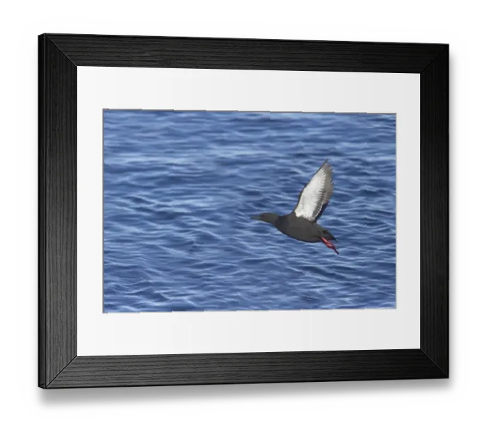 Framed Print : Black Guillemot (Cepphus grylle) adult, in flight, taking off from sea, Spitsbergen, Svalbard Framed Print : Black Guillemot (Cepphus grylle) adult, in flight, taking off from sea, Spitsbergen, Svalbard