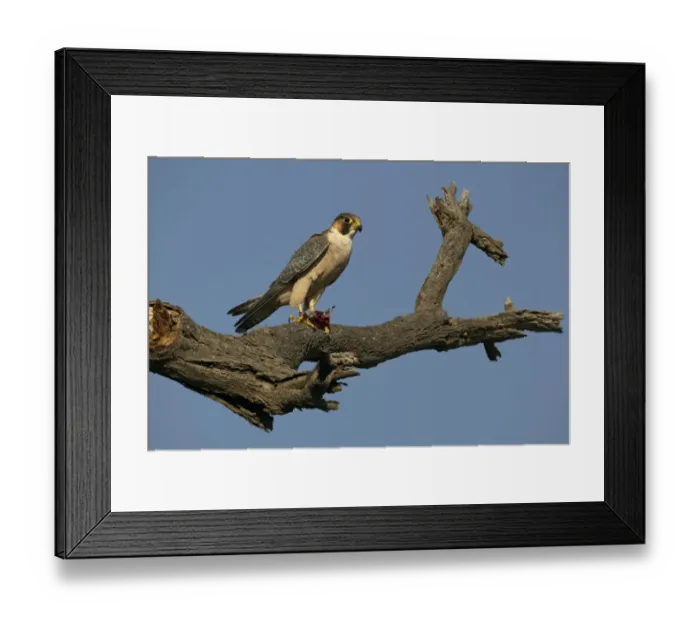 Framed Print : Lanner Falcon (Falco biarmicus) adult, feeding on prey in talons, perched on branch, Ethiopia Framed Print : Lanner Falcon (Falco biarmicus) adult, feeding on prey in talons, perched on branch, Ethiopia