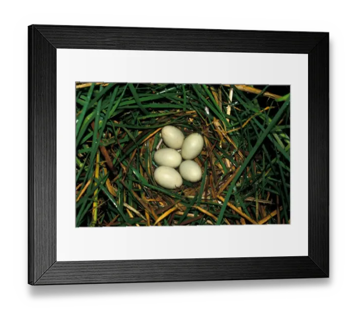 Framed Print : Pochard Duck (Aythya ferina) Nest & five eggs Framed Print : Pochard Duck (Aythya ferina) Nest & five eggs