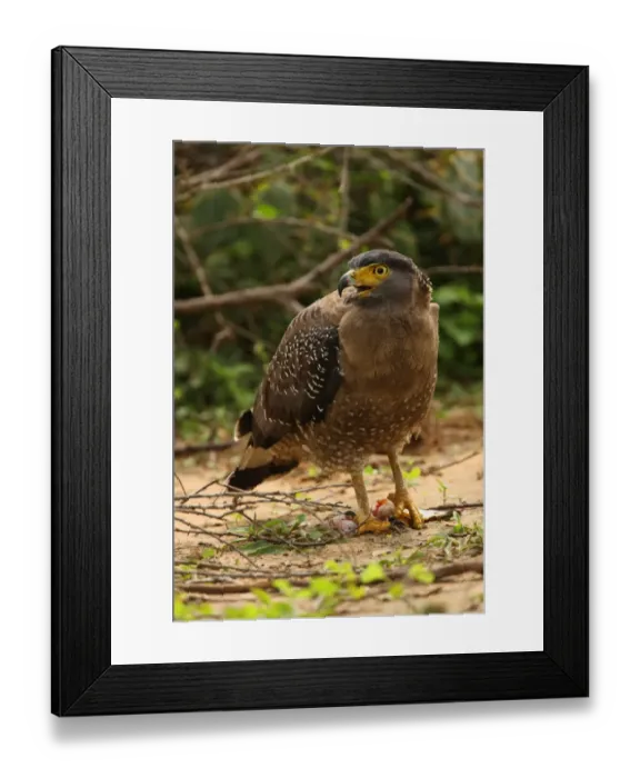Framed Print : Crested Serpent-eagle (Spilornis cheela spilogaster) endemic race, adult, calling, feeding on fish in talons, Bundala N. P. Sri Lanka, december Framed Print : Crested Serpent-eagle (Spilornis cheela spilogaster) endemic race, adult, calling, feeding on fish in talons, Bundala N. P. Sri Lanka, december