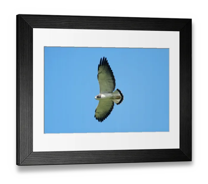 Framed Print : White-tailed Hawk (Buteo albicaudatus) adult, in flight, El Bagual, Formosa, Argentina, october Framed Print : White-tailed Hawk (Buteo albicaudatus) adult, in flight, El Bagual, Formosa, Argentina, october