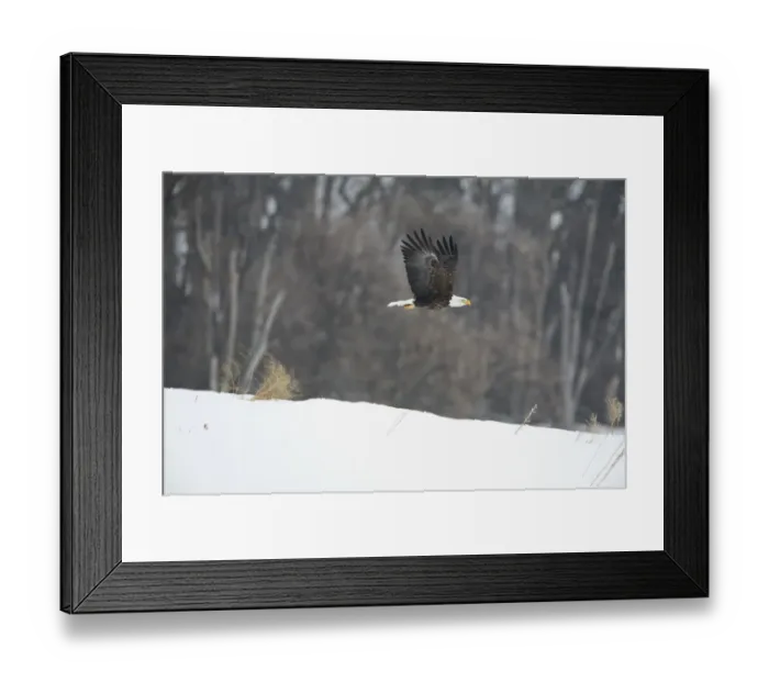 Framed Print : Bald Eagle (Haliaeetus leucocephalus) adult, in flight over snow, North Dakota, U. S. A. march Framed Print : Bald Eagle (Haliaeetus leucocephalus) adult, in flight over snow, North Dakota, U. S. A. march