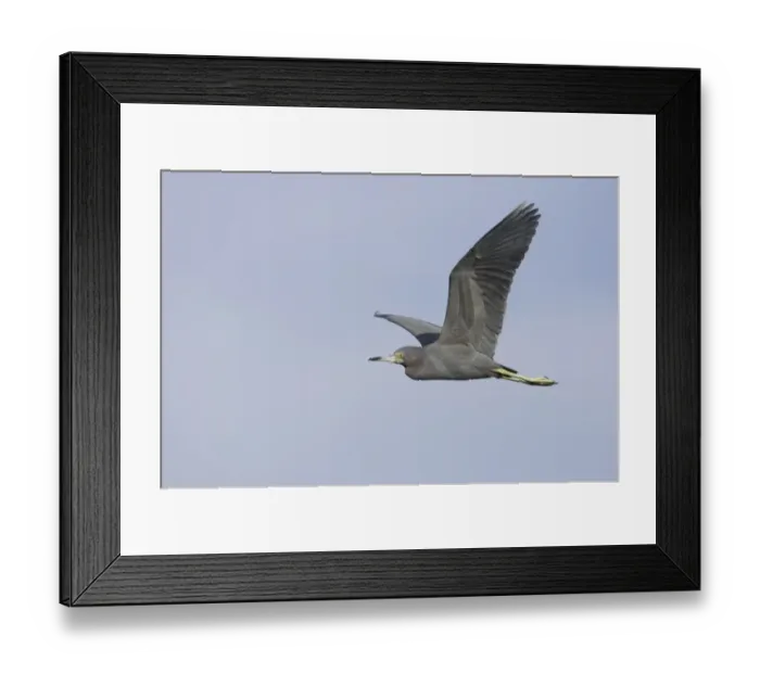 Framed Print : Little Blue Heron (Egretta caerulea) adult, in flight, Ding Darling N. W. R. Florida, U. S. A