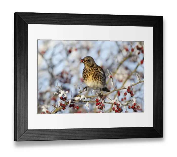 Framed Print : Fieldfare (Turdus pilaris) adult, feeding on hawthorn berries in frost, Midlands, England, december Framed Print : Fieldfare (Turdus pilaris) adult, feeding on hawthorn berries in frost, Midlands, England, december