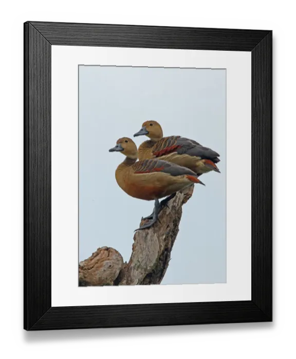 Framed Print : Lesser Whistling-duck (Dendrocygna javanica) adult pair, standing in dead tree, Sri Lanka, december Framed Print : Lesser Whistling-duck (Dendrocygna javanica) adult pair, standing in dead tree, Sri Lanka, december
