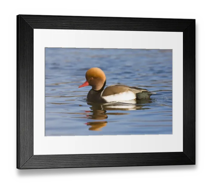 Framed Print : Red-crested Pochard (Netta rufina) adult male, swimming, England, february Framed Print : Red-crested Pochard (Netta rufina) adult male, swimming, England, february