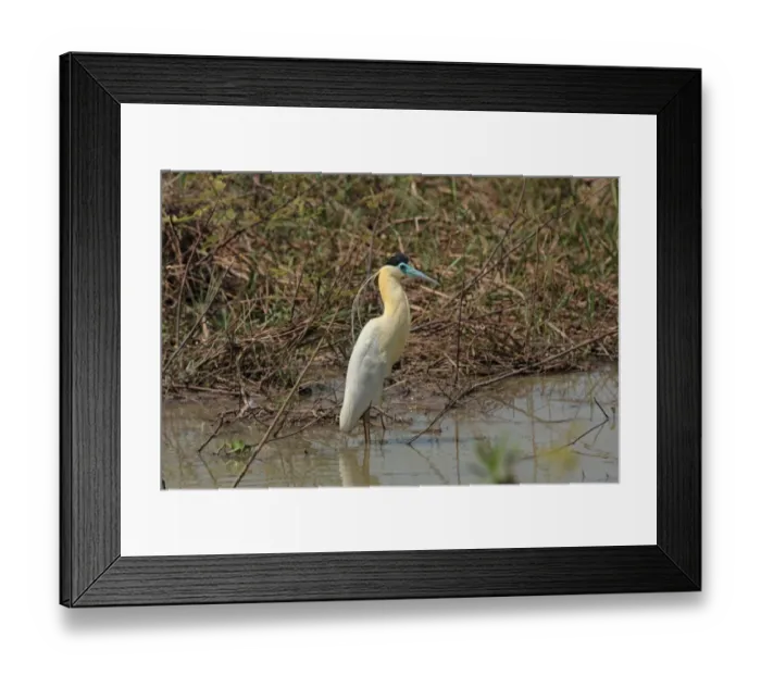 Framed Print : Capped Heron (Pilherodius pileatus) adult, standing in water, Pantanal Wildlife Centre, Mato Grosso, Brazil, september Framed Print : Capped Heron (Pilherodius pileatus) adult, standing in water, Pantanal Wildlife Centre, Mato Grosso, Brazil, september