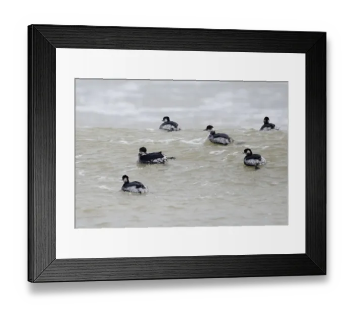 Framed Print : Black-necked Grebe (Podiceps nigricollis) six adults, winter plumage, flock swimming at sea, England, winter Framed Print : Black-necked Grebe (Podiceps nigricollis) six adults, winter plumage, flock swimming at sea, England, winter