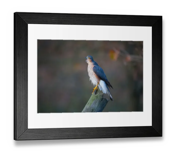 Framed Print : Eurasian Sparrowhawk (Accipiter nisus) adult male, calling, perched on stump in oak woodland, Norfolk, England, december Framed Print : Eurasian Sparrowhawk (Accipiter nisus) adult male, calling, perched on stump in oak woodland, Norfolk, England, december