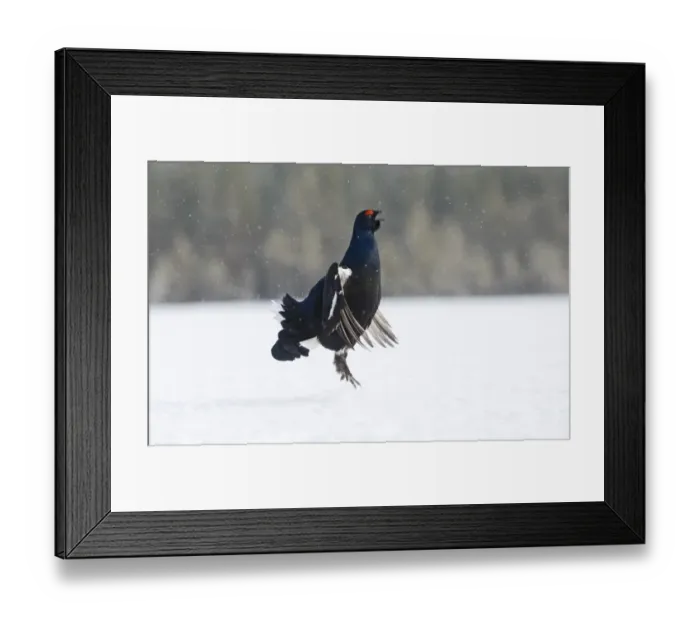 Framed Print : Black Grouse (Tetrao tetrix) adult male, displaying at lek in snow, Finland, march Framed Print : Black Grouse (Tetrao tetrix) adult male, displaying at lek in snow, Finland, march