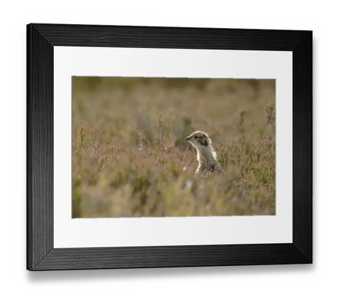 Framed Print : Red Grouse (Lagopus lagopus scoticus) chick, standing amongst heather on moorland, Swaledale, Yorkshire Dales N. P. North Yorkshire, England, june Framed Print : Red Grouse (Lagopus lagopus scoticus) chick, standing amongst heather on moorland, Swaledale, Yorkshire Dales N. P. North Yorkshire, England, june