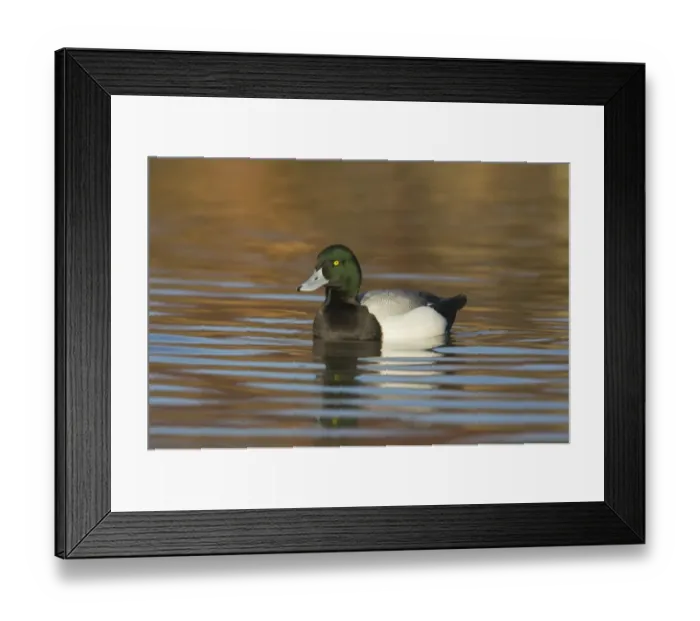 Framed Print : Greater Scaup (Aythya marila) adult male, swimming, Slimbridge W. W. T. (captive) Framed Print : Greater Scaup (Aythya marila) adult male, swimming, Slimbridge W. W. T. (captive)