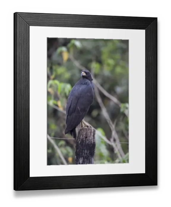 Framed Print : Great Black Hawk (Buteogallus urubitinga) adult, standing on fencepost, Pantanal, Mato Grosso, Brazil