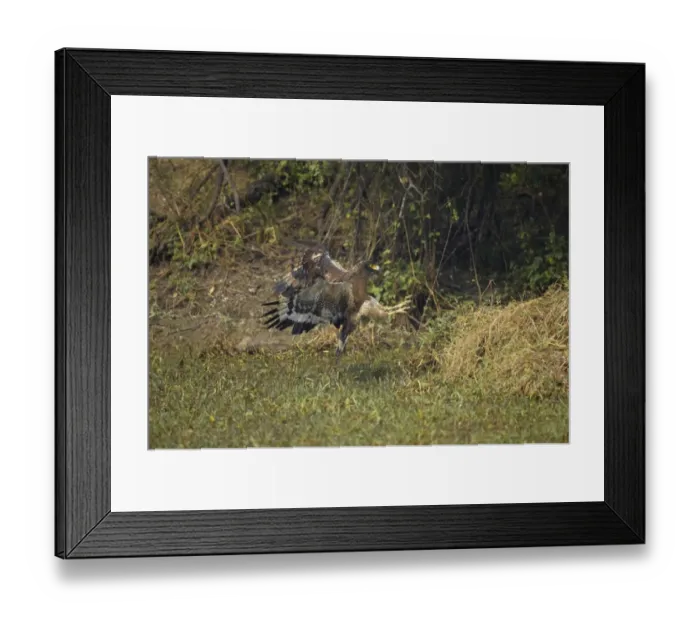 Framed Print : Crested Serpent-eagle (Spilornis cheela) adult, in flight, swooping on prey, Keoladeo Ghana N. P. (Bharatpur), Rajasthan, India Framed Print : Crested Serpent-eagle (Spilornis cheela) adult, in flight, swooping on prey, Keoladeo Ghana N. P. (Bharatpur), Rajasthan, India