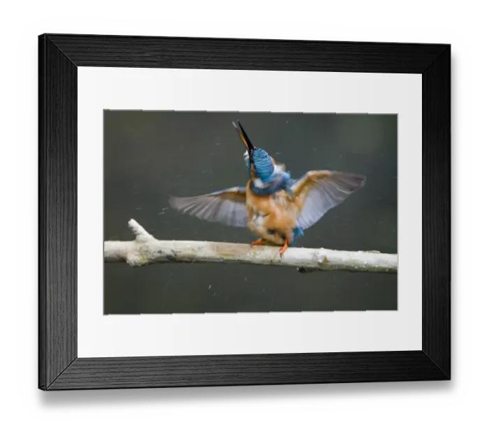 Framed Print : Common Kingfisher (Alcedo atthis) adult male, shaking water from body after dive, Suffolk, England, may Framed Print : Common Kingfisher (Alcedo atthis) adult male, shaking water from body after dive, Suffolk, England, may