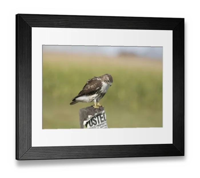 Framed Print : Red-tailed Hawk (Buteo jamaicensis) immature, perched on post with Private Property, No Hunting poster, North Dakota, U. S. A. september Framed Print : Red-tailed Hawk (Buteo jamaicensis) immature, perched on post with Private Property, No Hunting poster, North Dakota, U. S. A. september