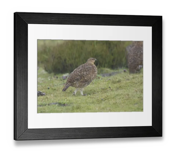 Framed Print : Red Grouse (Lagopus lagopus scoticus) immature, walking in heavy rain shower on moorland, Yorkshire Dales N. P. Yorkshire, England, july Framed Print : Red Grouse (Lagopus lagopus scoticus) immature, walking in heavy rain shower on moorland, Yorkshire Dales N. P. Yorkshire, England, july