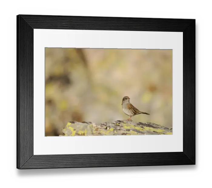 Framed Print : Dunnock (Prunella modularis) adult, standing on rock, Spain, september Framed Print : Dunnock (Prunella modularis) adult, standing on rock, Spain, september