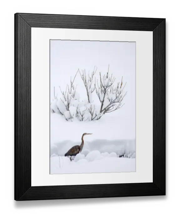Framed Print : Purple Heron (Ardea purpurea) adult, walking in deep snow, migrant caught in bad weather, Great Caucasus, Caucasus Mountains, Georgia, april Framed Print : Purple Heron (Ardea purpurea) adult, walking in deep snow, migrant caught in bad weather, Great Caucasus, Caucasus Mountains, Georgia, april