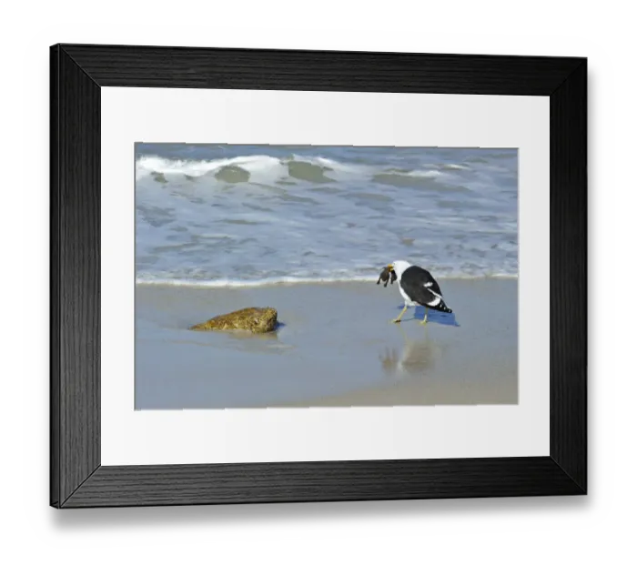 Framed Print : Cape Gull (Larus dominicanus vetula) adult, feeding on Jackass Penguin (Sphensicus demersus) chick, standing on beach, Simonstown, Western Cape, South Africa Framed Print : Cape Gull (Larus dominicanus vetula) adult, feeding on Jackass Penguin (Sphensicus demersus) chick, standing on beach, Simonstown, Western Cape, South Africa