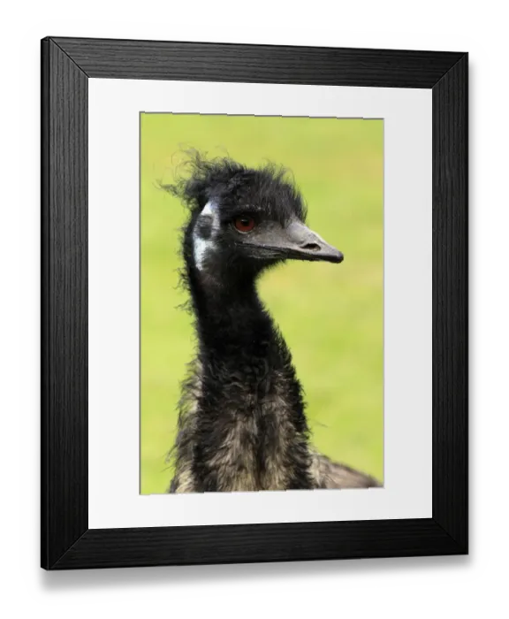 Framed Print : Emu (Dromaius novaehollandiae) adult male, close-up of head and neck, South Australia, Australia Framed Print : Emu (Dromaius novaehollandiae) adult male, close-up of head and neck, South Australia, Australia