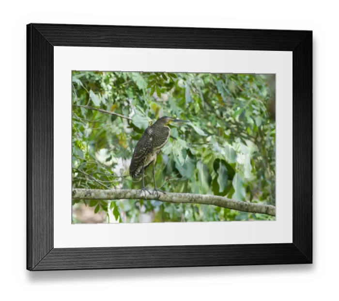 Framed Print : Bare-throated Tiger-heron (Tigrisoma mexicanum) juvenile, standing on branch in lowland tropical forest, Tikal N. P. Peten, Guatemala Framed Print : Bare-throated Tiger-heron (Tigrisoma mexicanum) juvenile, standing on branch in lowland tropical forest, Tikal N. P. Peten, Guatemala