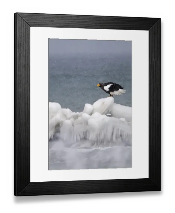 Framed Print : Steller's Sea-eagle (Haliaeetus pelagicus) adult, standing on sea ice in snowfall, Shiretoko Peninsula, Hokkaido, Japan, winter